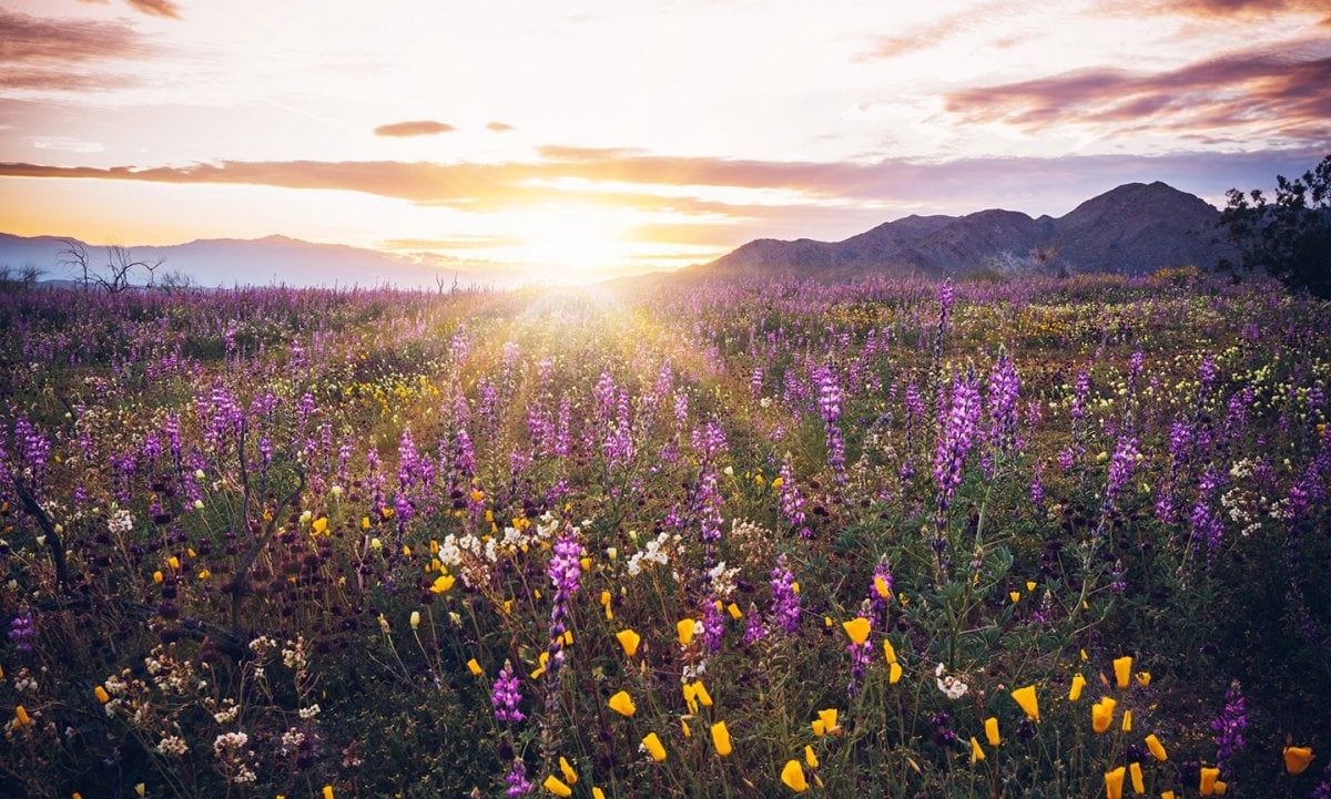 Image of Coachella Valley